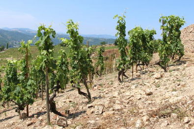 Ermitage Vineyards